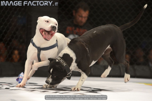 2014-05-03 Milano in the cage 2014 - Mixed Martial Arts 0121 Miscellaneous